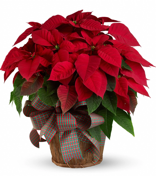 LARGE POINSETTIA